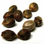 Семена марихуаны АК-47  (Seeds AK-47) в Фролово